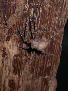 Spider shedding its skin