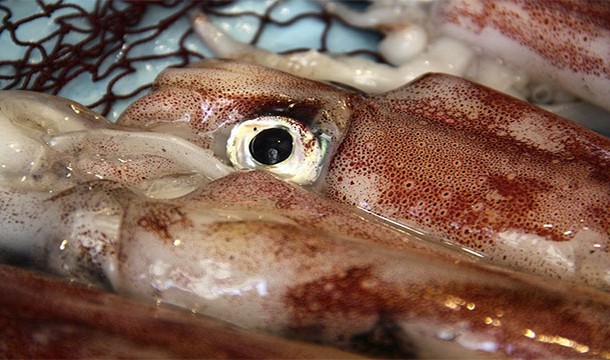 A giant squid's eye can be as big as a volleyball