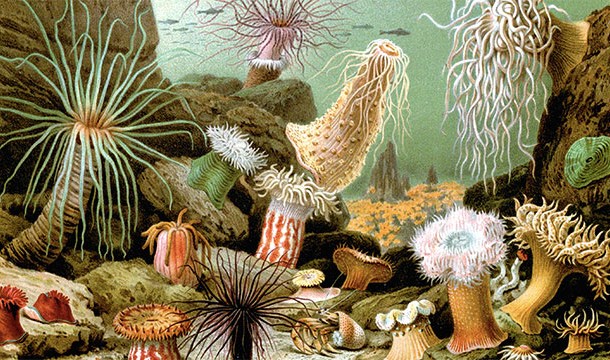 Sea anemones are not actually plants. They are animals that eat small fish