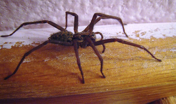 95% of the spiders in your house have never gone outside