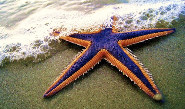 Starfish don't have brains the way we do. Instead, they have a large mass of interconnected neurons throughout their bodies (distributed brains)