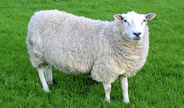 In early days, colleges sometimes accepted tuition payments in the form of sheep and cotton instead of currency