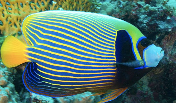 Male emperor angelfish live in a group with up to 5 females. If the male dies, one of the females turns into a male and becomes the leader
