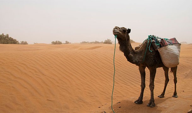 Google used a camel to create Street View of the desert
