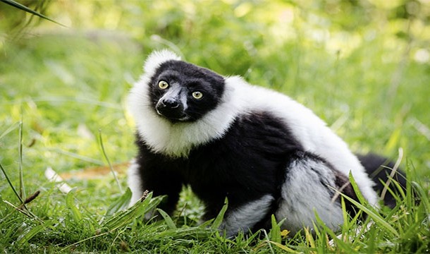 Black lemurs are thought to be the only primates, besides humans to have blue eyes