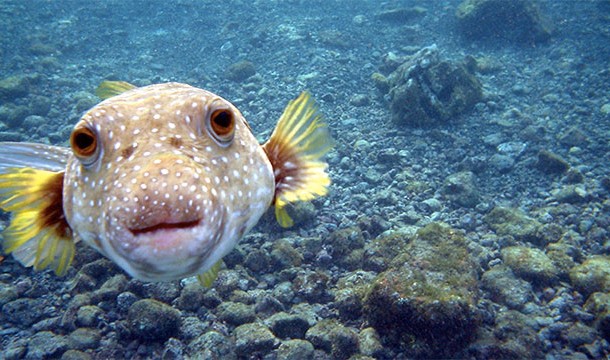 One pufferfish has enough poison to kill 30 adults