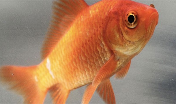 Goldfish will lose their color if kept in dark rooms