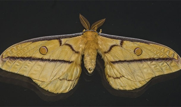 The first computer bug was an actual moth that got stuck in a Mark II computer at Harvard in 1947