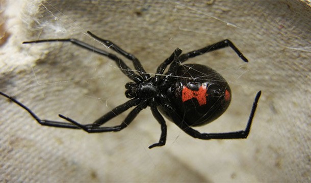 A female black widow's venom is 15 times more powerful than that of a rattlesnake.