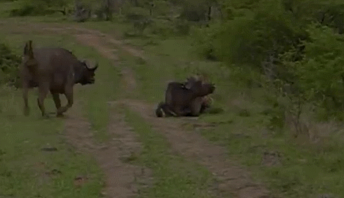 25 Crazy Animal Gifs That Will Blow Your Mind