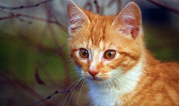 Several hundred wild cats live in Disneyland. They are tolerated because they rid the park of mice.