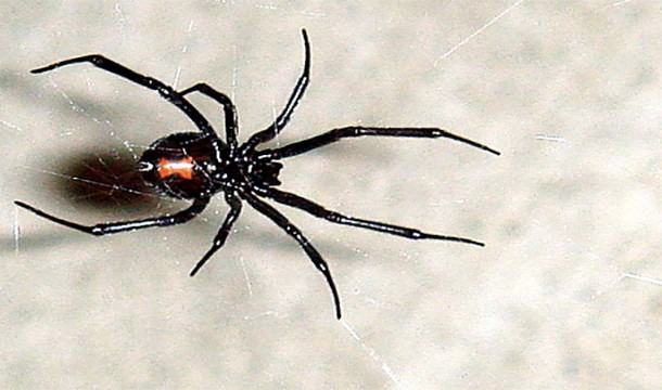 Female black widows are known to eat the male black widows after mating