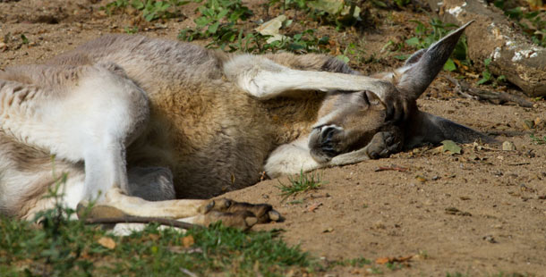 A kangaroo lying on the ground