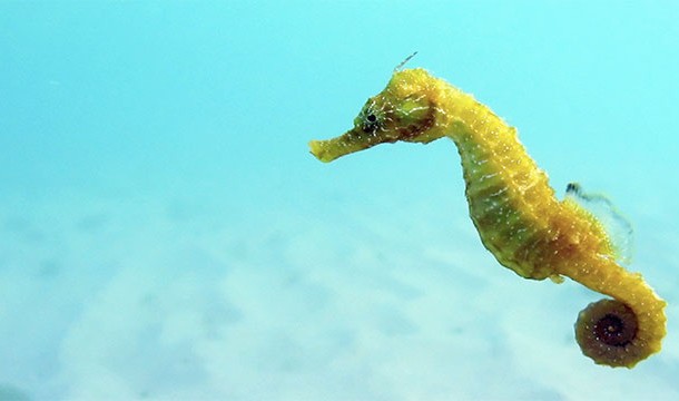 Seahorses, however, are fish. And they are the only fish that swim "upright"