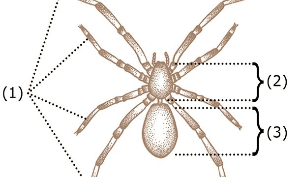 Humans have muscles on the outside of their skeleton. Spiders have their muscles on the inside.