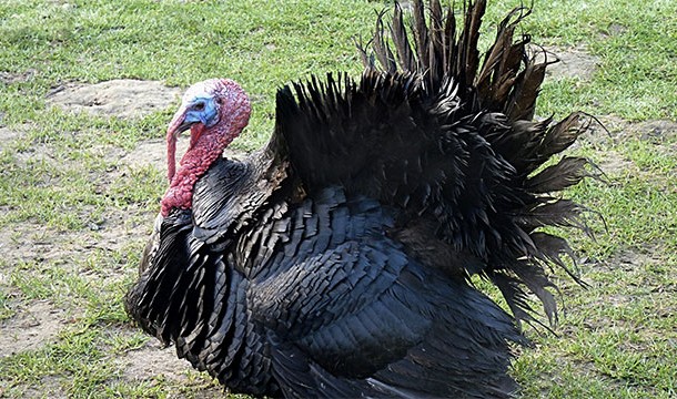 The presidential turkey pardon