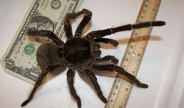The goliath spider can grow to nearly 1 foot in length!