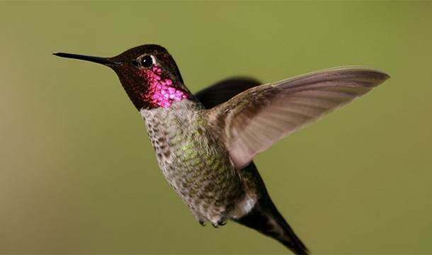 Hummingbirds actually use the silk of spiderwebs to make their nests
