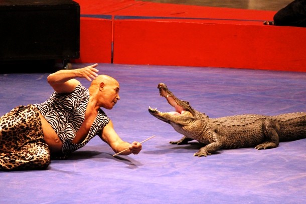 Crocodile trainer