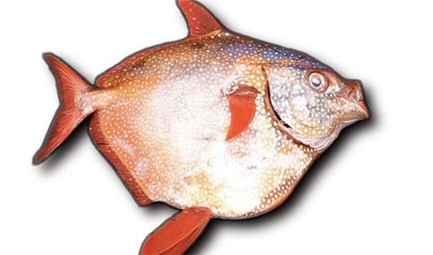 The moon fish (opah) is the only fish that is known to be warm blooded