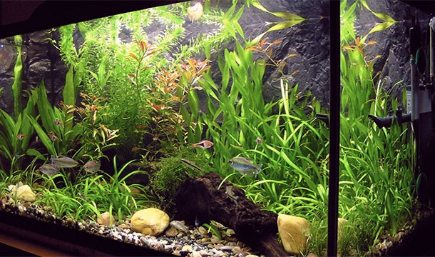 Plants and fish
