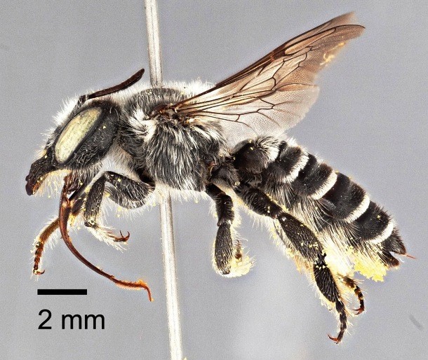 Megachile Chomskyi
