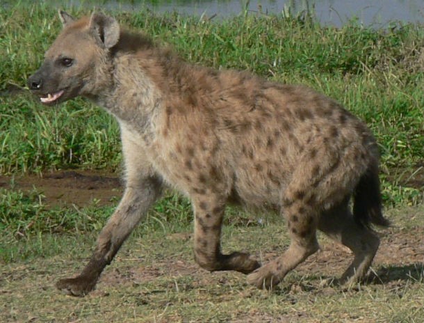  Spotted hyena