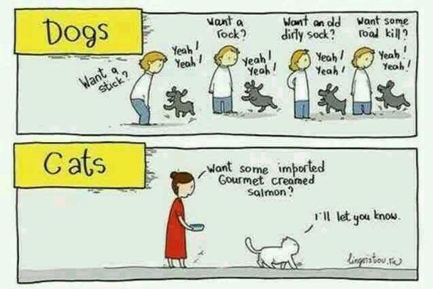 Dogscats