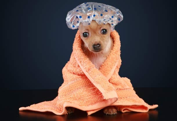 Dog with shower cap