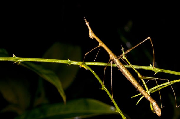 Mating pair of stick grasshoppers (family Proscopiidae), camouflaged on a spiny branch in the rainforest, Ecuador