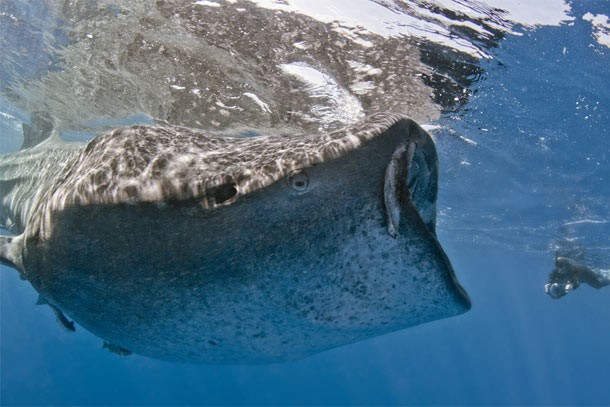 Whale shark with mouth open