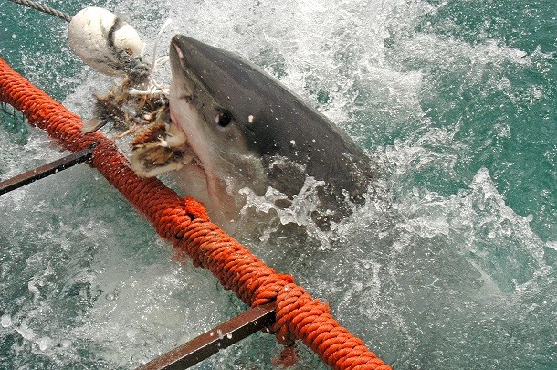 White_shark_eating bait