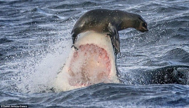 seal escaping a shark