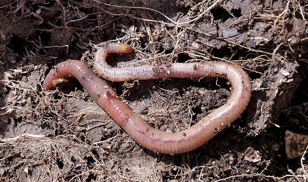When it comes to invertebrates, mudworms are our closest relatives (we have more DNA in common with them than we do with cockroaches or even an octopus)
