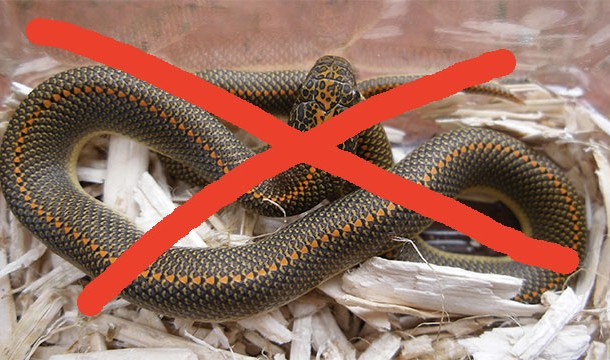 Ireland is one of a few countries in the world that doesn't have any snakes.