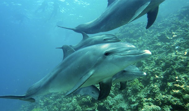 Male dolphins will sometimes separate female dolphins from their families and starve them until they agree to mate
