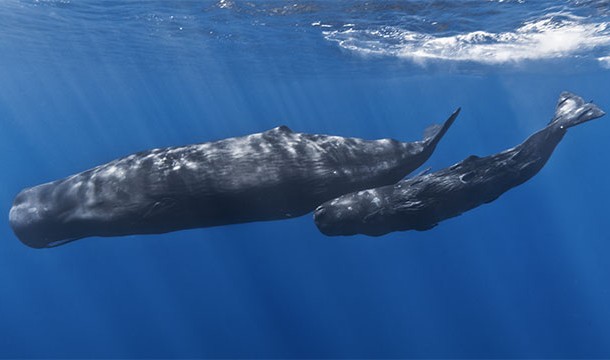 In 2013, scientists found a dolphin that had been adopted by a family of sperm whales