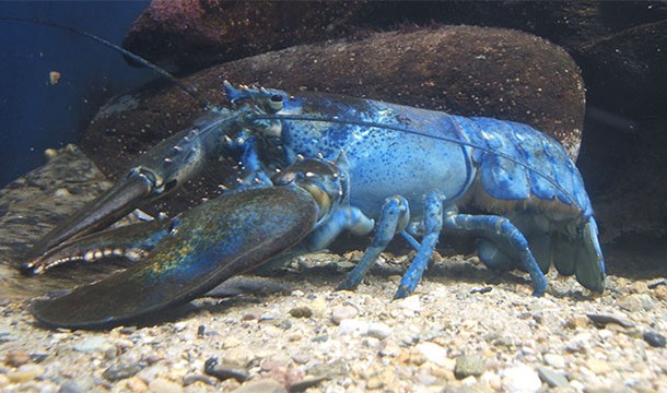 One in every 4 million lobsters is born blue. They typically don't survive very long though.