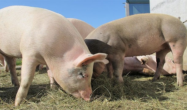 Meat from non-casterated pigs smells really bad. This phenomenon, known as "boar taint" means that nearly 95% of male pigs end up being castrated