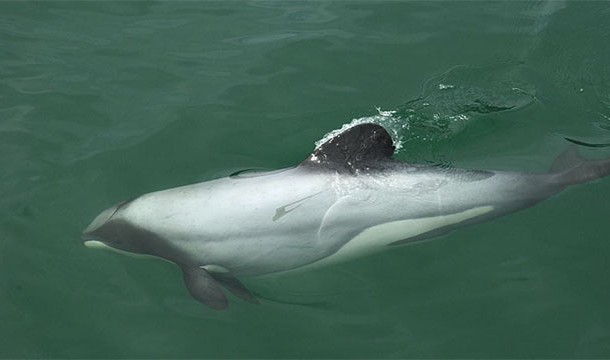 Maui dolphins are the world's smallest dolphin species. There are only about 55 left on Earth