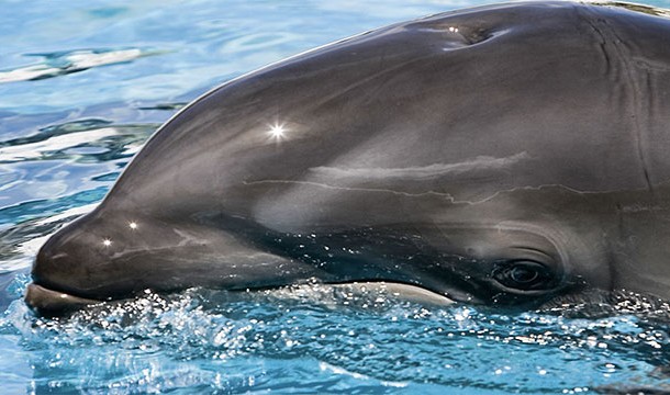 Since dolphins aren't automatic breathers, only half of their brain sleeps at a time