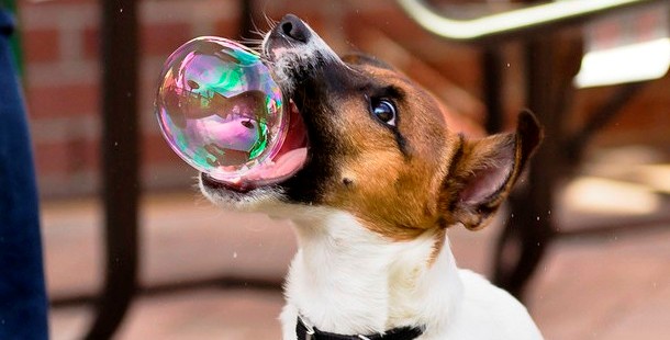 A dog with a bubble in its mouth