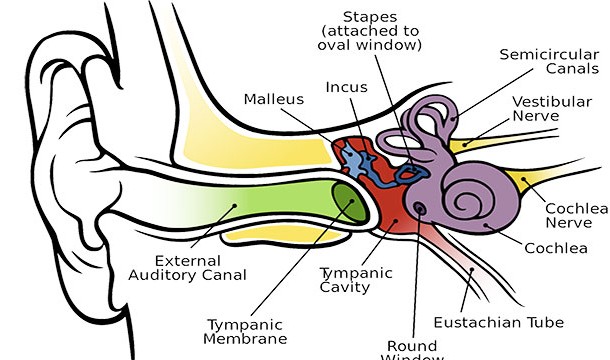 The stapedius in your ear is the smallest muscle in your body. It actually serves to dampen vibrations and protect your inner ear, primarily from the sound of your own voice.