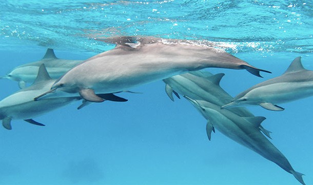 Researchers have found that dolphins give each other names (via whistles)