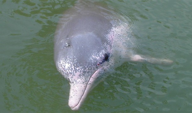 In Lake Calcasieu, Louisiana, there is a pink albino dolphin