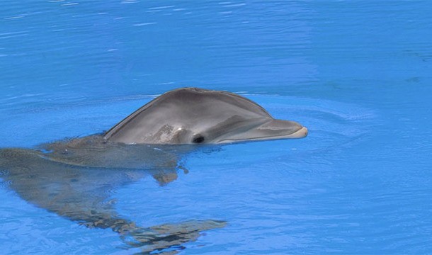 Some scientists have proposed giving dolphins "rights" like humans considering their similar brain structures and social order. They have even been labeled "non human persons".
