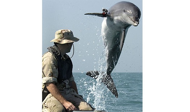 Since 2005, 36 armed, terrorist-killing dolphins trained by the US Navy have been missing