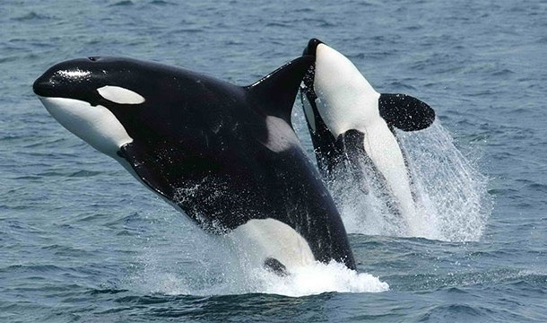Killer Whales are actually dolphins. Their name was a mistranslation from Spanish. It should be "Whale Killer".