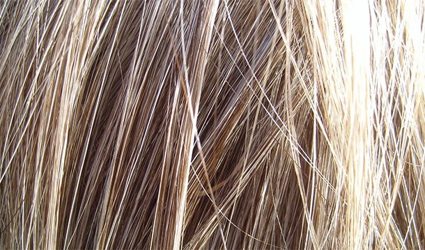 Europeans aren't the only people with blond hair. South Pacific islanders also evolved a gene for blond hair.