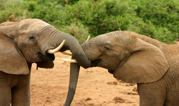 Elephants can smell water from 12 miles away!